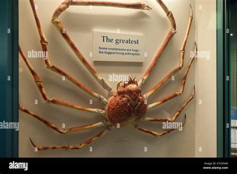 Japanese Giant Spider Crab