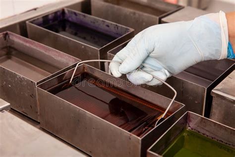 Scientist Staining Microscope Slides for Cytology Studies in the ...