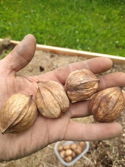 Shellbark Hickory — Sylvaticaforestfarm