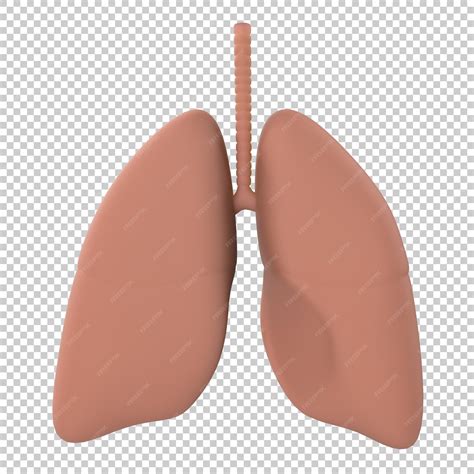 Premium PSD | Artistic human lungs isolated on transparent background