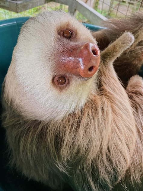 Download Happy Sloth Hugging a Tree Branch | Wallpapers.com