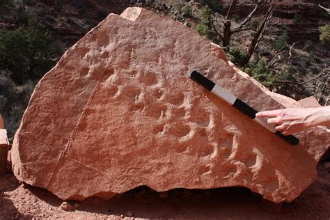 Tiny Footprints, Big Discovery: Reptile Tracks Oldest Ever Found in ...