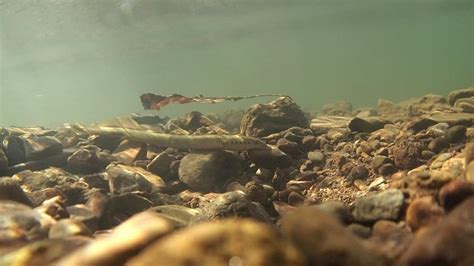 Least Brook Lamprey - Ancient Fishes - NANFA Forum