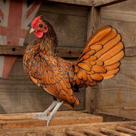Golden Sebright | Bantam chickens, Bantam chicken breeds, Fancy chickens