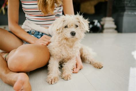 Red Toy Poodles: History, Care, and Tips for Happy Ownership