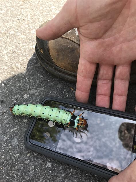 Giant caterpillar western north carolina : r/whatsthisbug