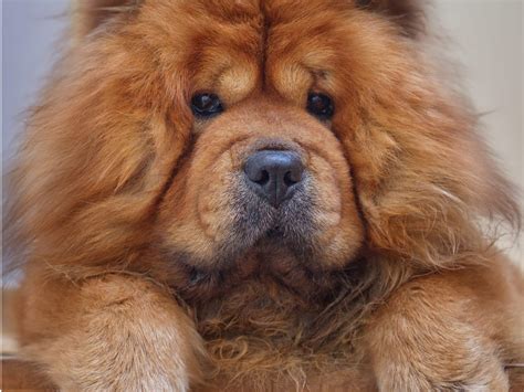 is it normal dog losing hair naturally 3