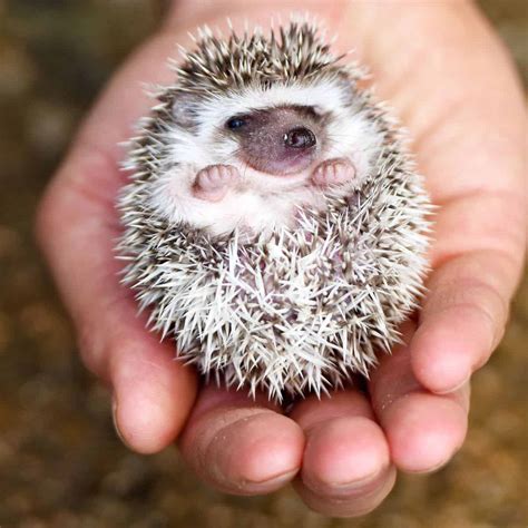 breeding hedgehogs       pet savvy