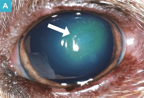 Dendritic Ulcer Cat