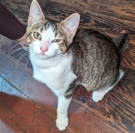 Manx or bobtail? : r/cats