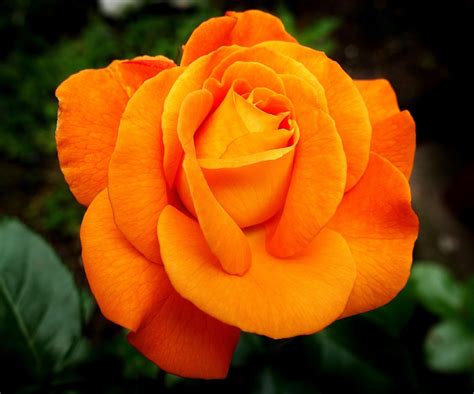 100,000+ Free Orange Rose & Rose Images - Pixabay