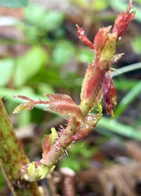 New growth or rose rosette disease? : r/gardening