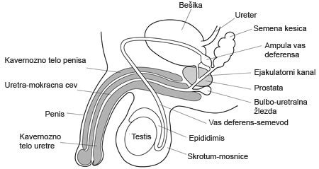 TTC - Spermogram - Anatomija