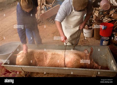 Home butchering, using a chain to rub the hairs from a pig carcass ...