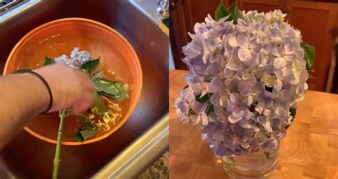 long  hydrangeas    vase  water  jamie gibb blog