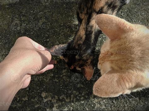 Feeding stray cats 13629393 Stock Photo at Vecteezy