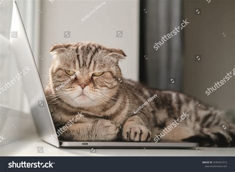 Dissatisfied Cat Scottish Fold Lack Attention Stock Photo 1690567312 ...
