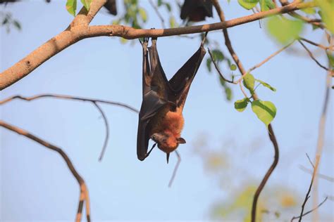 Meet the Giant Golden-Crowned Flying Fox - Animals Around The Globe