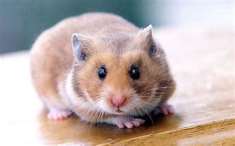 hamster care ontario spca  humane society