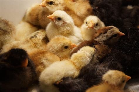 how to put eggs in incubator