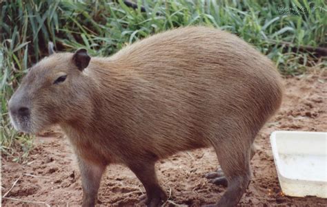 Roedores: Capivara
