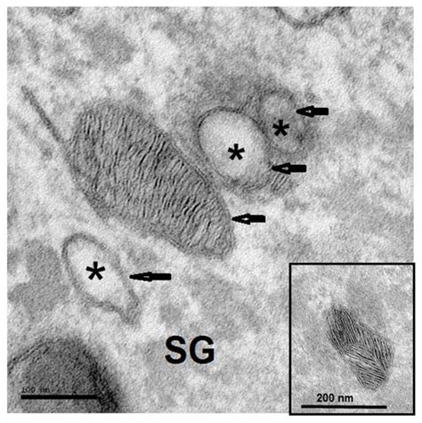 high magnification views  lamellar bodies  sg layer documenting