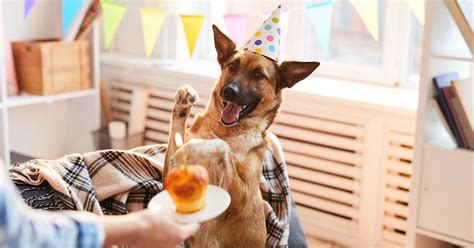 8 (and Counting) National Dog Day Paw-Some Deals to Shop