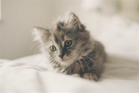 картинки : милая, Домашнее животное, мех, Молодой, Пушистый, Котенок