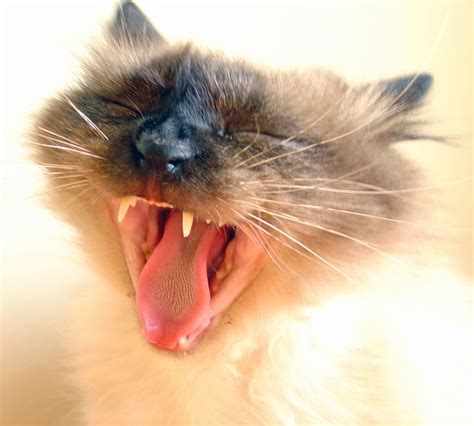 Cat Mouth Sores Treatment - Infoupdate.org