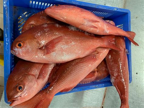 snapper marine  seafood