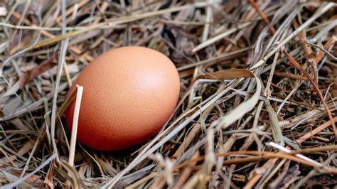 isa brown chicken breed  ultimate guide