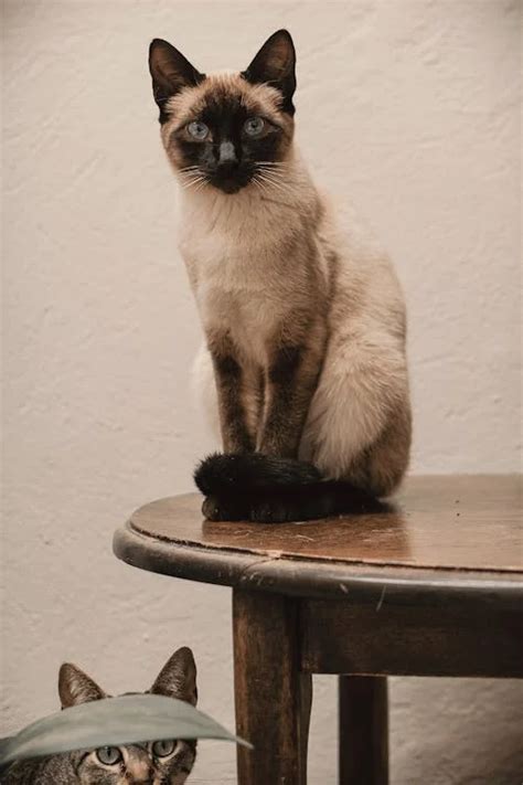 Siamese Ragdoll Cat Mix: Personality, Traits, Pictures & More - Ragdoll ...