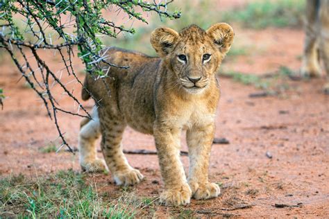 The Perilous Life of Male Lions - Lion Recovery Fund