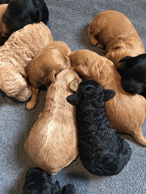 Labradoodle Puppies | Waco, TX