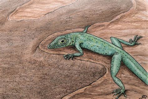 Fossil shows what lizards' ancestors looked like 167 million years ago ...