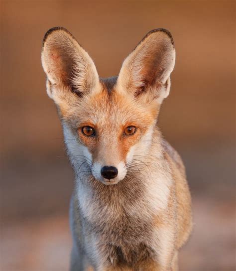 31+ Desert fox Free Stock Photos - StockFreeImages