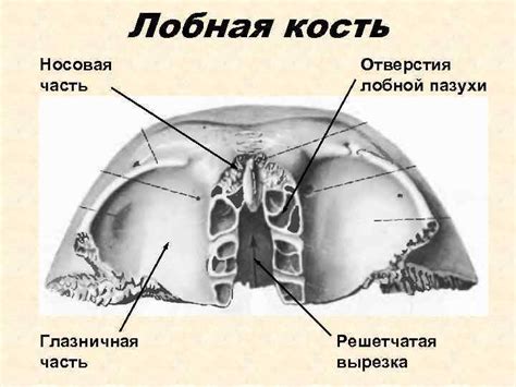 Череп Общий обзор Мозговой отдел