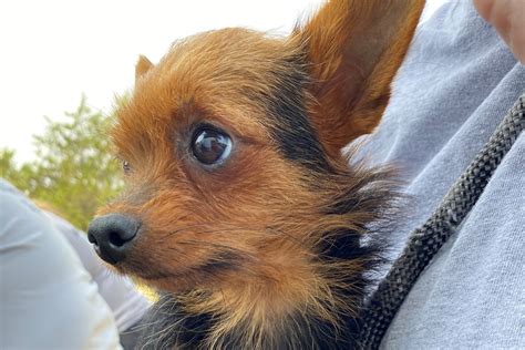 Animal lovers praise the latest yorkie rescue near me success story 19