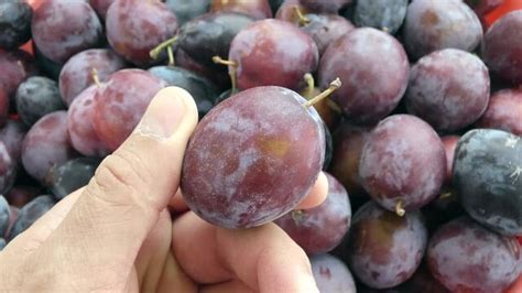 "Damson Plum" Images – Browse 9,046 Stock Photos, Vectors, and Video