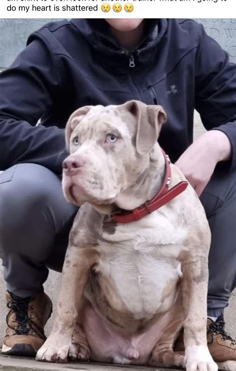 Owner of 7mo XL Bully with £2k of training takes her “eye off the ball
