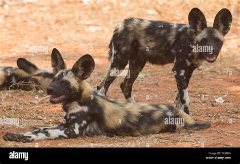 Wild dog pups Stock Photo - Alamy