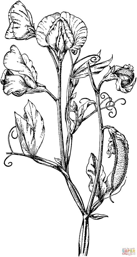 Perennial Pea or Everlasting Pea coloring page | Free Printable