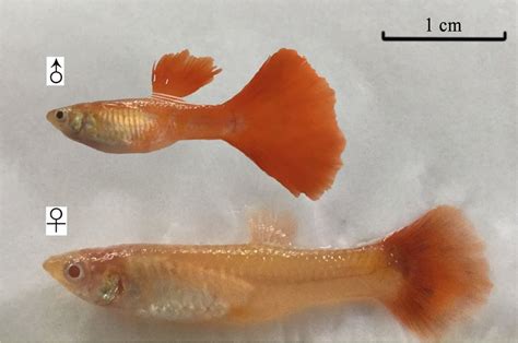 Difference Between Female And Male Guppy Fish