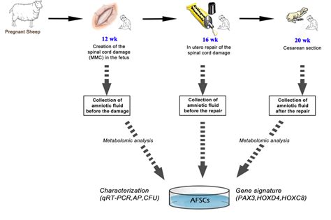 (PDF) Schematic representation of the study