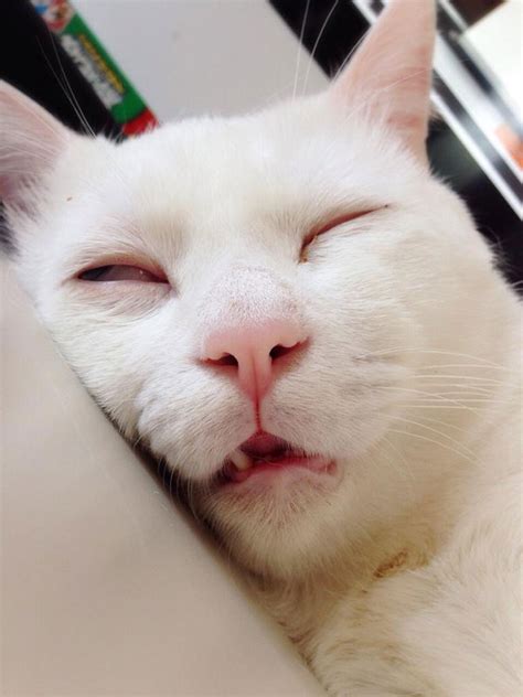 setsu-chan Cat Was Just Given the Title of Most Awful Sleeping Face in Japan (8) » TwistedSifter