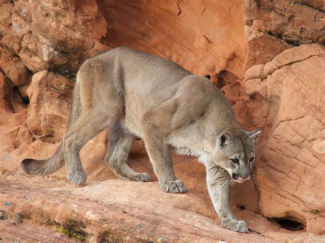what animal eats a mountain lion
