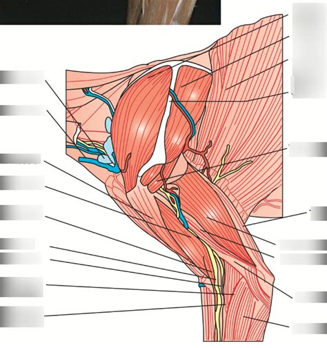 Lateral Shoulder Muscles Diagram | Quizlet