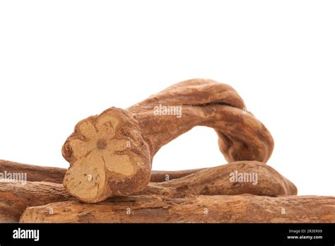 Ayahuasca vine isolated Stock Photo - Alamy