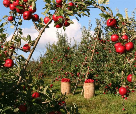 featured orchard real estate red hawk realty