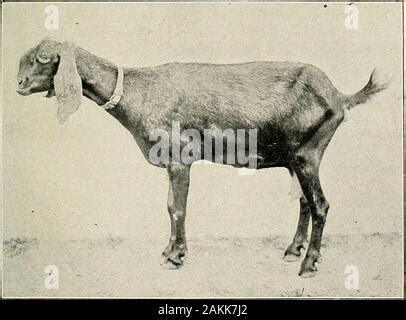 Les Races de Chevres de la Suisse, pl3 Stock Photo - Alamy